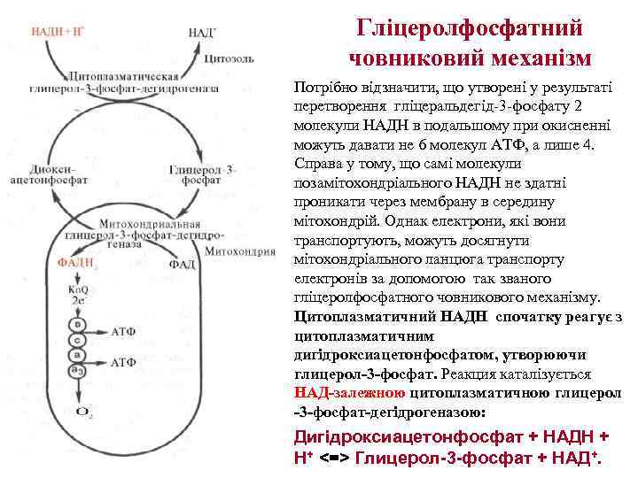 Гліцеролфосфатний човниковий механізм • Потрібно відзначити, що утворені у результаті перетворення гліцеральдегід-3 -фосфату 2