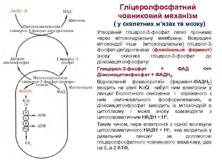 Гліцеролфосфатний човниковий механізм ( у скелетних м’язах та мозку) • • Утворений гліцерол-3 -фосфат
