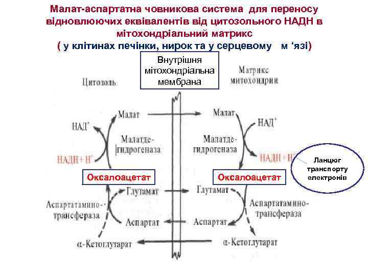Малат-аспартатна човникова система для переносу відновлюючих еквівалентів від цитозольного НАДН в мітохондріальний матрикс (