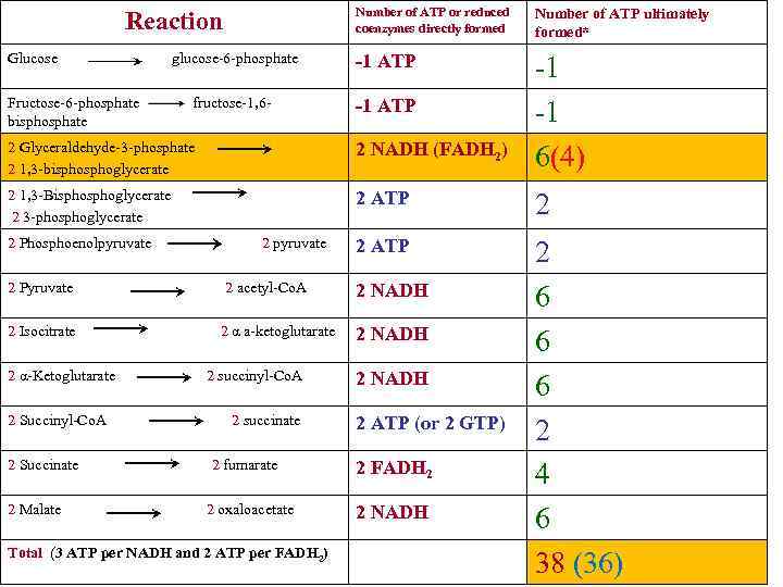 Number of ATP or reduced coenzymes directly formed Number of ATP ultimately formed* Glucose