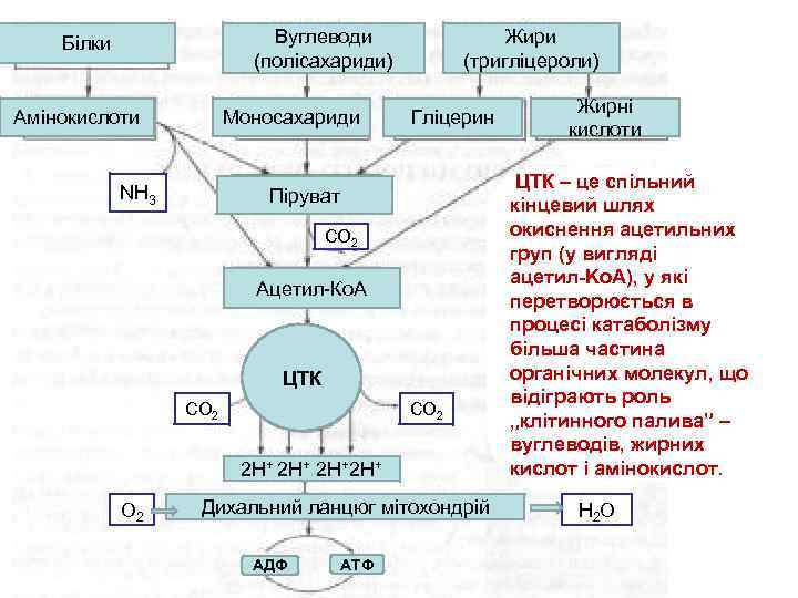 Вуглеводи (полісахариди) Білки Амінокислоти Моносахариди NH 3 Жири (тригліцероли) Гліцерин Піруват СО 2 Ацетил-Ко.