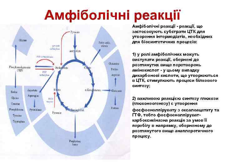 Амфіболічні реакції • Амфіболічні реакції - реакції, що застосовують субстрати ЦТК для утворення інтермедіатів,