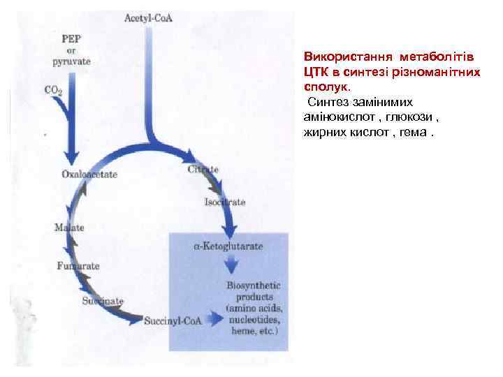 Використання метаболітів ЦТК в синтезі різноманітних сполук. Синтез замінимих амінокислот , глюкози , жирних
