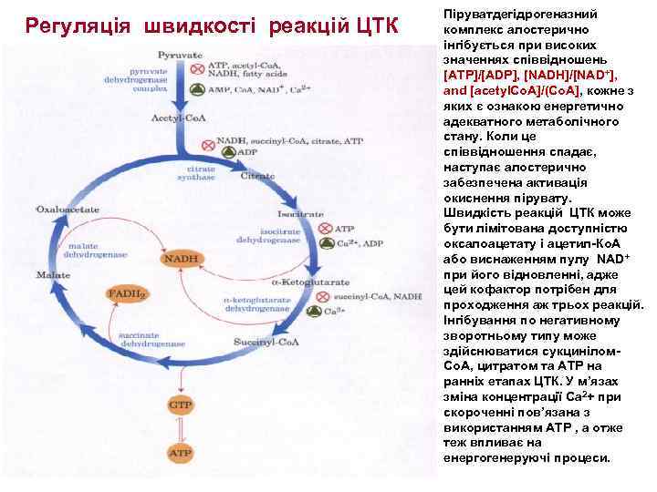 Регуляція швидкості реакцій ЦТК Піруватдегідрогеназний комплекс алостерично інгібується при високих значеннях співвідношень [ATP]/[ADP], [NADH]/[NAD+],