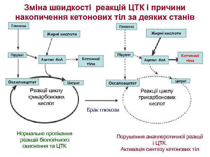 Зміна швидкості реакцій ЦТК і причини накопичення кетонових тіл за деяких станів Глюкоза Жирні