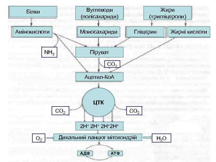 Білки Вуглеводи (полісахариди) Амінокислоти Моносахариди NH 3 Жири (тригліцероли) Гліцерин Піруват СО 2 Ацетил-Ко.