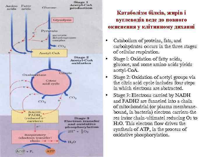 Катаболізм білків, жирів і вуглеводів веде до повного окиснення у клітинному диханні • •