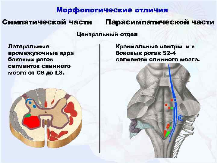 Морфологические отличия Симпатической части Парасимпатической части Центральный отдел Латеральные промежуточные ядра боковых рогов сегментов