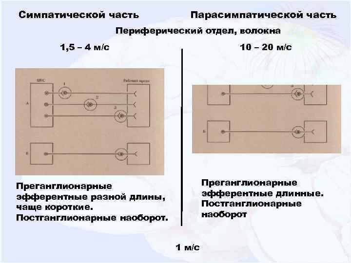 Симпатической часть Парасимпатической часть Периферический отдел, волокна 1, 5 – 4 м/с 10 –