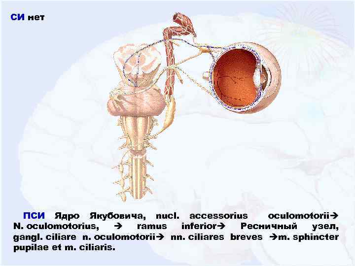 СИ нет ПСИ Ядро Якубовича, nucl. accessorius oculomotorii N. oculomotorius, ramus inferior Ресничный узел,