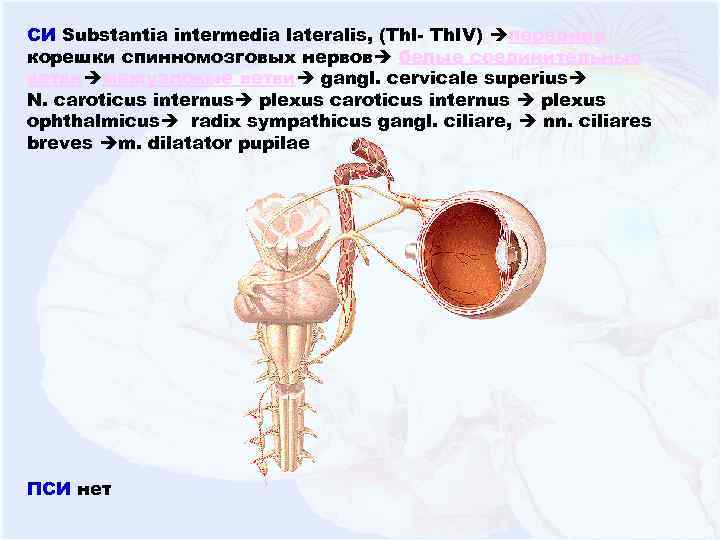 СИ Substantia intermedia lateralis, (Th. I- Th. IV) передние корешки спинномозговых нервов белые соединительные