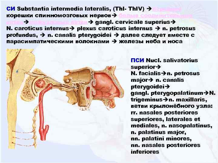 СИ Substantia intermedia lateralis, (Th. I- Th. IV) передние корешки спинномозговых нервов белые соединительные