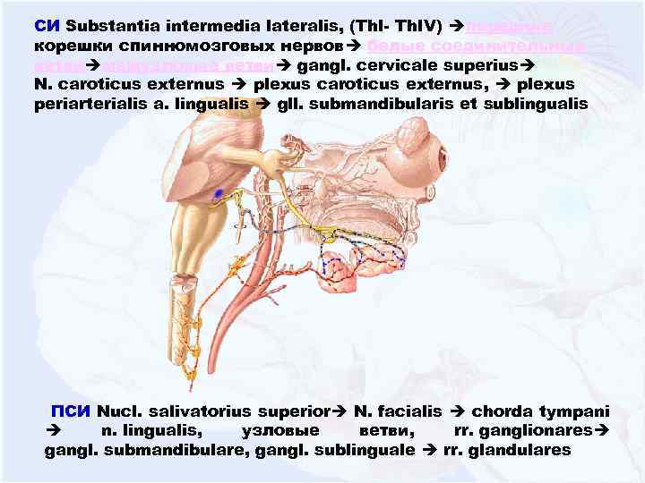 СИ Substantia intermedia lateralis, (Th. I- Th. IV) передние корешки спинномозговых нервов белые соединительные