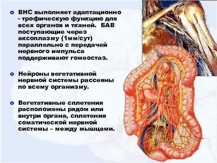 o ВНС выполняет адаптационно - трофическую функцию для всех органов и тканей. БАВ поступающие