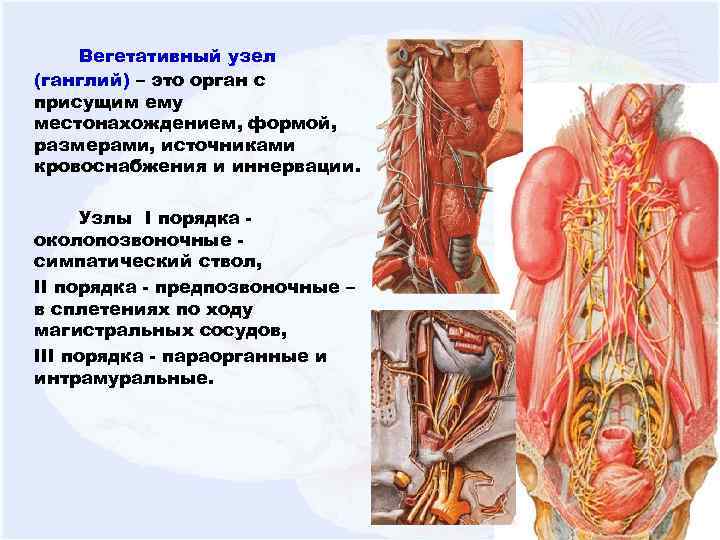 Вегетативный узел (ганглий) – это орган с присущим ему местонахождением, формой, размерами, источниками кровоснабжения