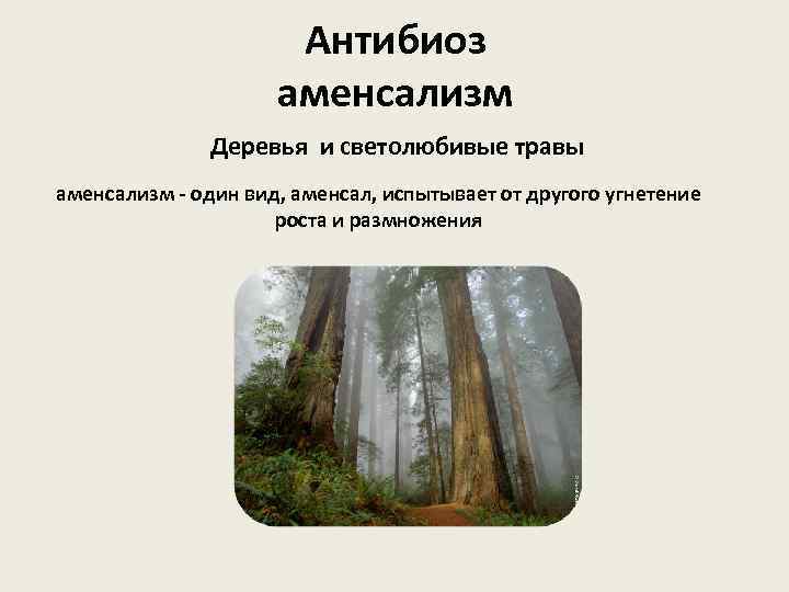 Антибиоз аменсализм Деревья и светолюбивые травы аменсализм - один вид, аменсал, испытывает от другого