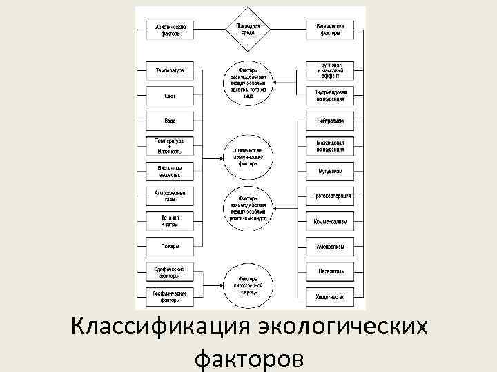 На схеме представлена классификация экологических