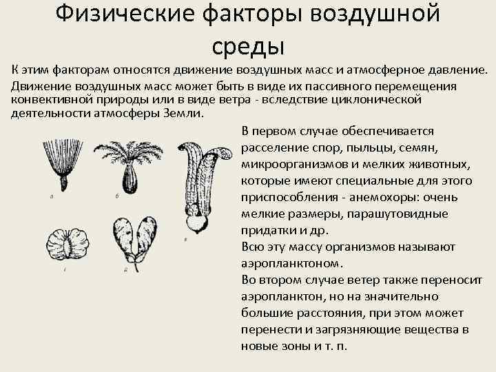 Физические факторы воздушной среды К этим факторам относятся движение воздушных масс и атмосферное давление.