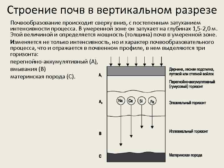 Строение почв в вертикальном разрезе Почвообразование происходит сверху вниз, с постепенным затуханием интенсивности процесса.