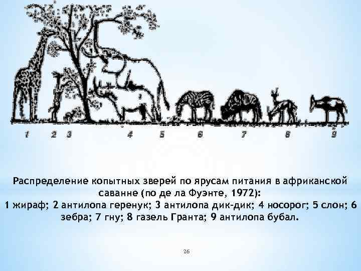 Распределение копытных зверей по ярусам питания в африканской саванне (по де ла Фуэнте, 1972):
