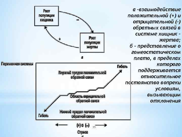 а -взаимодействие положительной (+) и отрицательной (-) обратных связей в системе хищник жертва; б