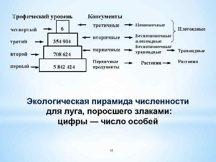 Экологическая пирамида численности для луга, поросшего злаками: цифры — число особей 41 