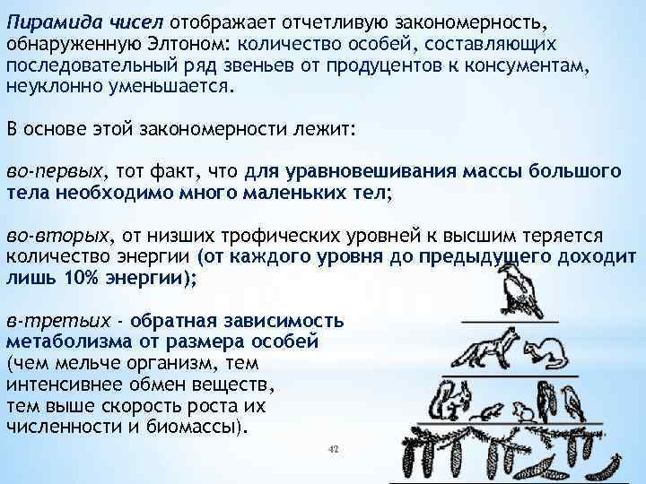 Пирамида чисел отображает отчетливую закономерность, обнаруженную Элтоном: количество особей, составляющих последовательный ряд звеньев от