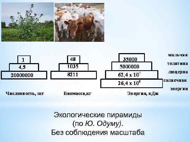 Численность организма. Виды экологических пирамид. Экологическая пирамида по Одум. Три основных типа экологических пирамид. Экологические пирамиды. Типы экологических пирамид..