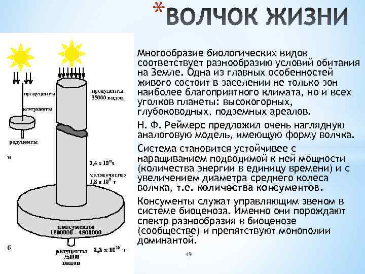 * Многообразие биологических видов соответствует разнообразию условий обитания на Земле. Одна из главных особенностей