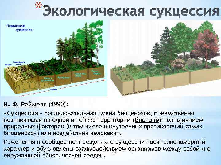 В процессе сукцессии в сообществе происходят