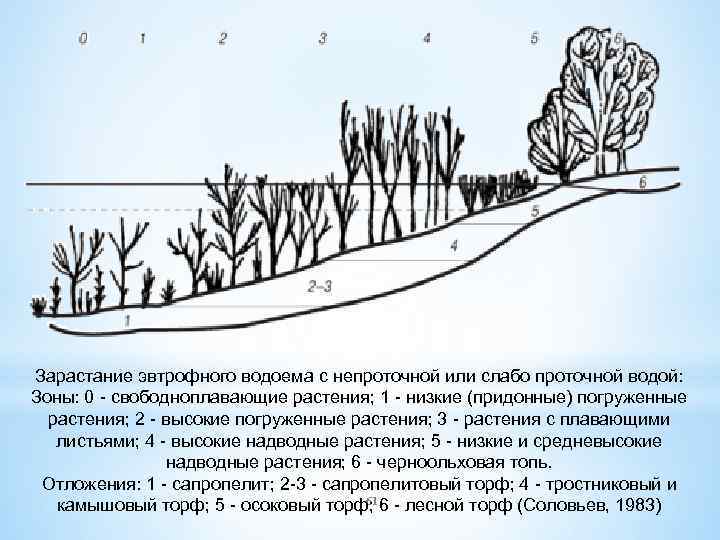 По представленному рисунку установите последовательность зарастания водоема