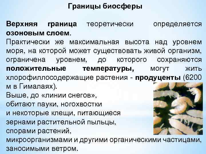 Границы биосферы Верхняя граница теоретически определяется озоновым слоем. Практически же максимальная высота над уровнем
