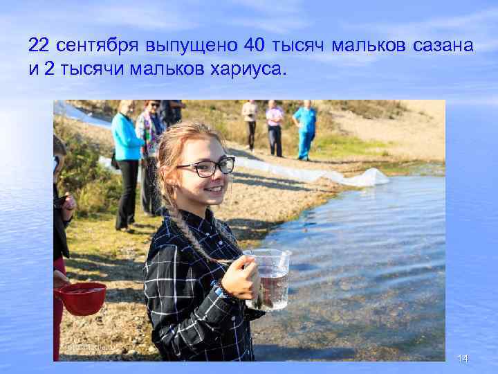 22 сентября выпущено 40 тысяч мальков сазана и 2 тысячи мальков хариуса. 14 