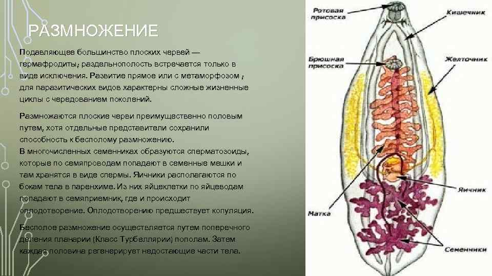 РАЗМНОЖЕНИЕ Подавляющее большинство плоских червей — гермафродиты; раздельнополость встречается только в виде исключения. Развитие