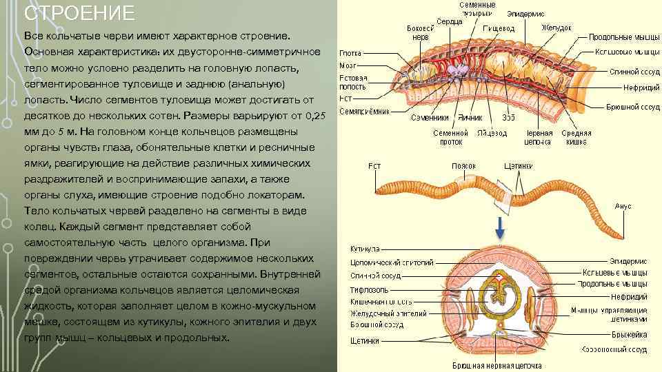 Симметрия тела кольчатых