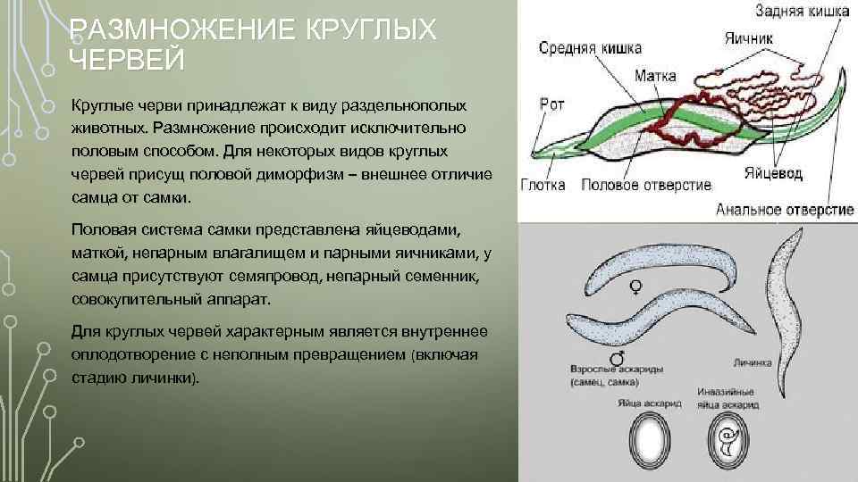 РАЗМНОЖЕНИЕ КРУГЛЫХ ЧЕРВЕЙ Круглые черви принадлежат к виду раздельнополых животных. Размножение происходит исключительно половым