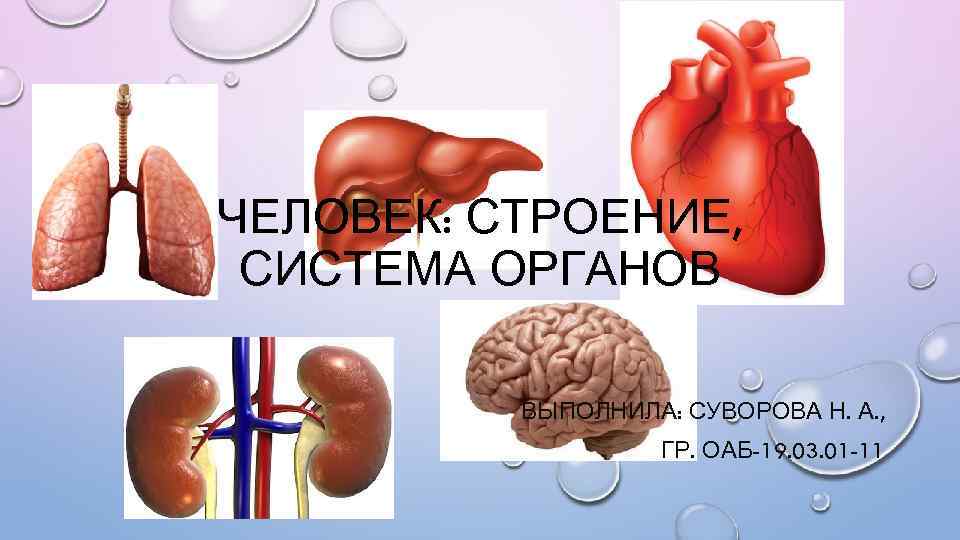 ЧЕЛОВЕК: СТРОЕНИЕ, СИСТЕМА ОРГАНОВ ВЫПОЛНИЛА: СУВОРОВА Н. А. , ГР. ОАБ-19. 03. 01 -11