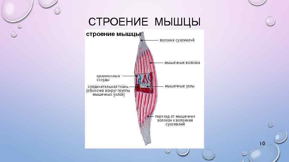 Мышцы 9 класс. Строение мышечного аппарата. Блоки мышц строение. Строение мышцы 9 класс. Строение мышцы ЕГЭ.