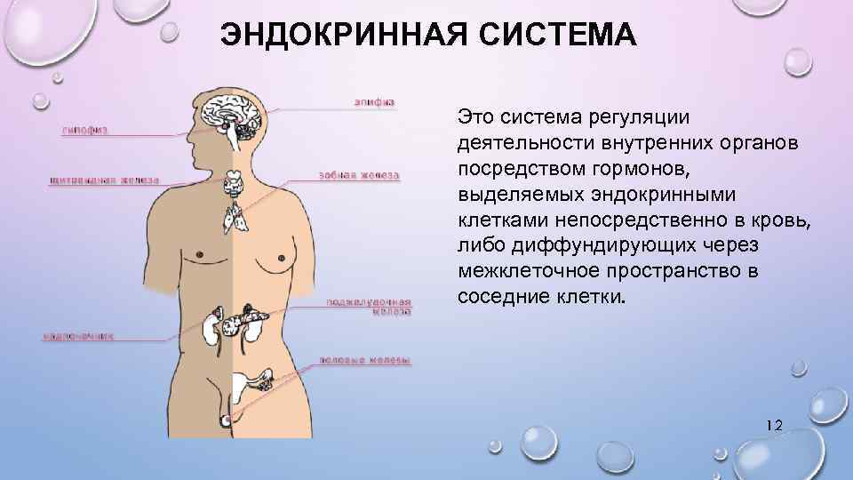 ЭНДОКРИННАЯ СИСТЕМА Это система регуляции деятельности внутренних органов посредством гормонов, выделяемых эндокринными клетками непосредственно