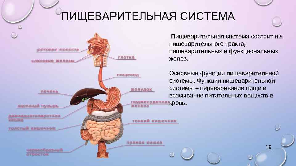 Система состоит из. Пищеварительная система функции системы. Функции органов пищеварительной системы человека. Система пищеварения функции пищеварительного тракта. Пищеварительная система состоит из пищеварительного тракта.