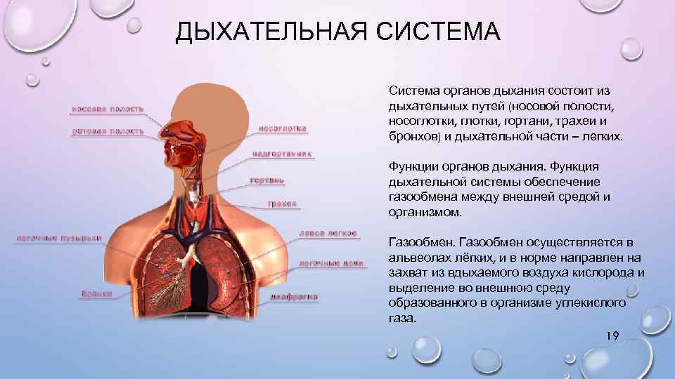 Дыхательная система особенности и функции