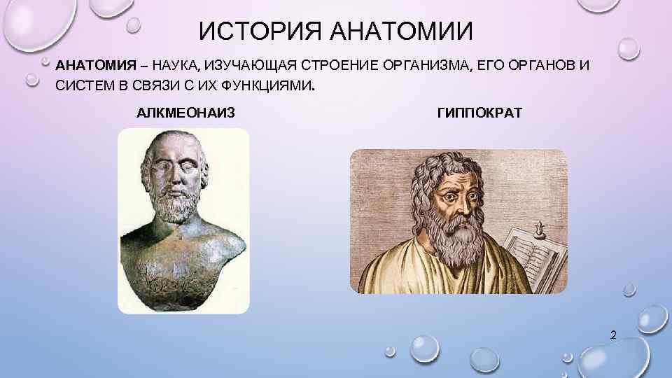 ИСТОРИЯ АНАТОМИИ АНАТОМИЯ – НАУКА, ИЗУЧАЮЩАЯ СТРОЕНИЕ ОРГАНИЗМА, ЕГО ОРГАНОВ И СИСТЕМ В СВЯЗИ