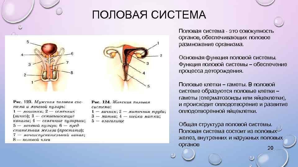 Половая система рисунки