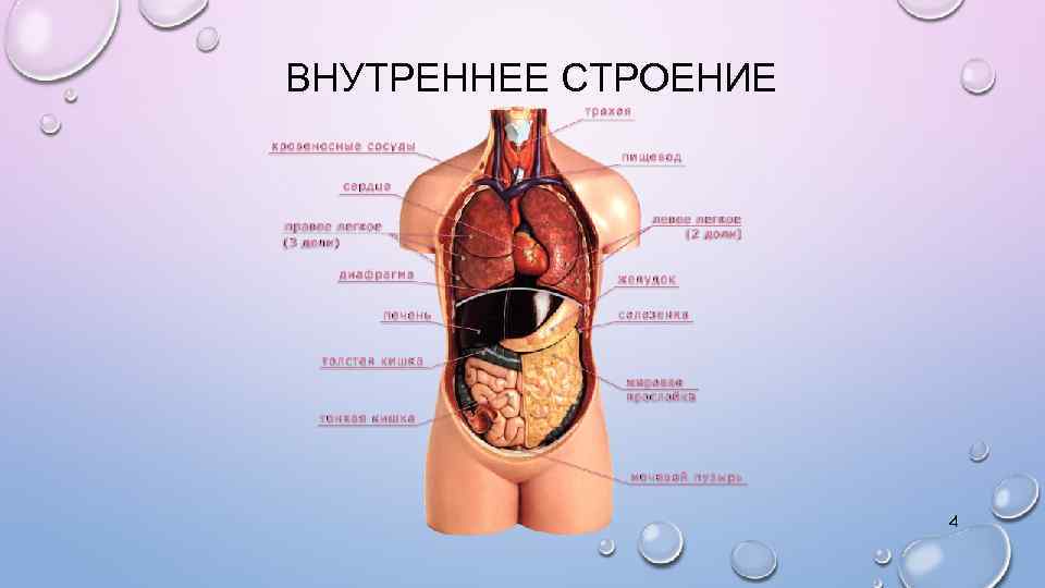 Строение Органов Человека Фото