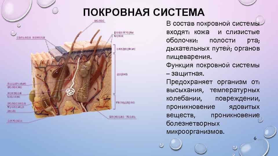 Какие функции выполняет слизистая оболочка. Покровная система человека анатомия. Покровная система строение и функции. Покровная система кожа строение. Система покровных органов человека.