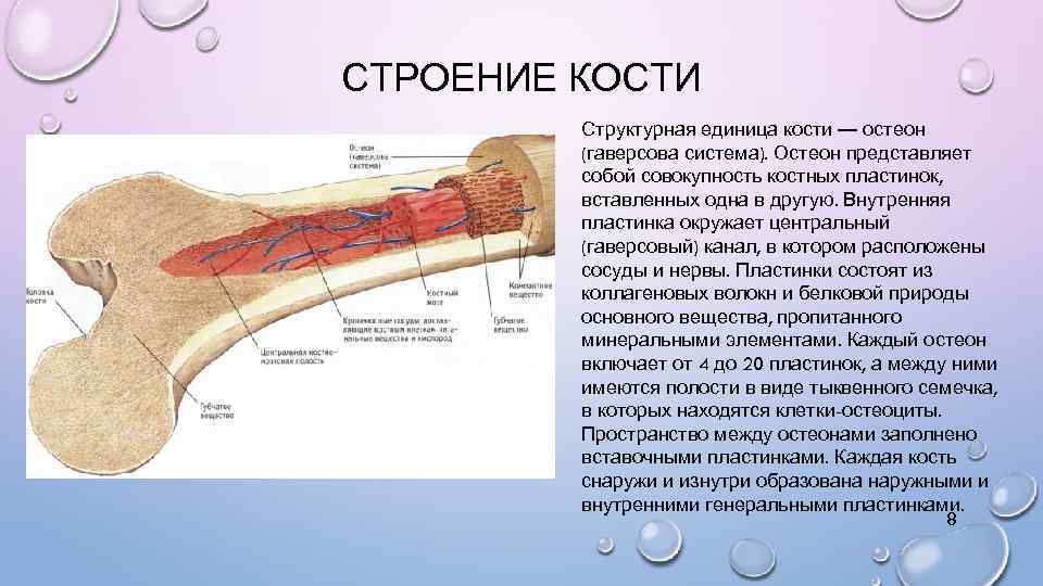 СТРОЕНИЕ КОСТИ Структурная единица кости — остеон (гаверсова система). Остеон представляет собой совокупность костных