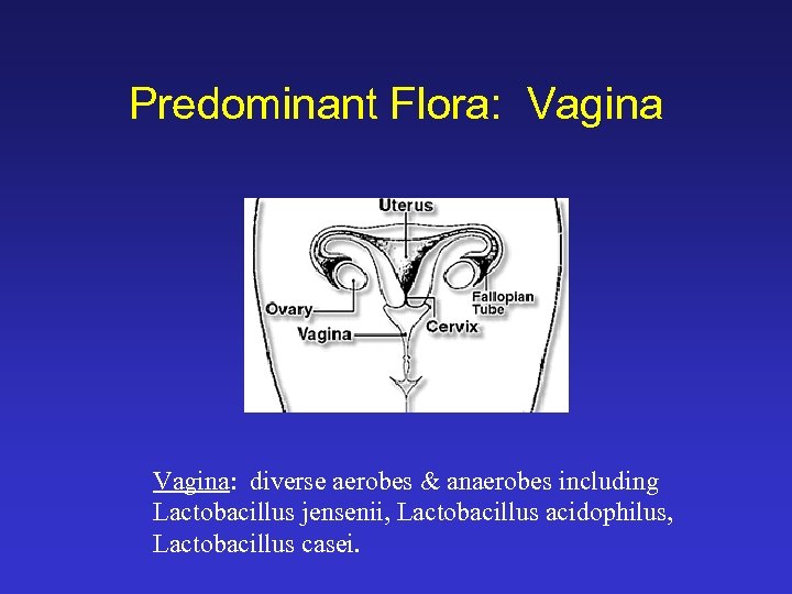 Predominant Flora: Vagina: diverse aerobes & anaerobes including Lactobacillus jensenii, Lactobacillus acidophilus, Lactobacillus casei.