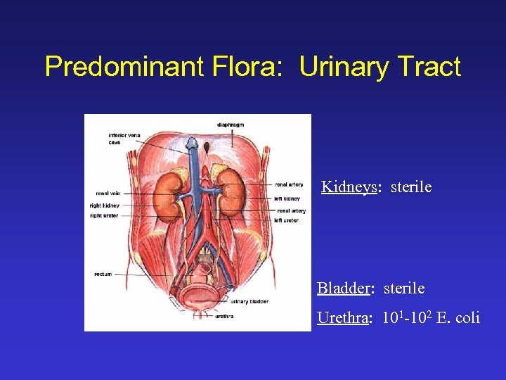 Predominant Flora: Urinary Tract Kidneys: sterile Bladder: sterile Urethra: 101 -102 E. coli 