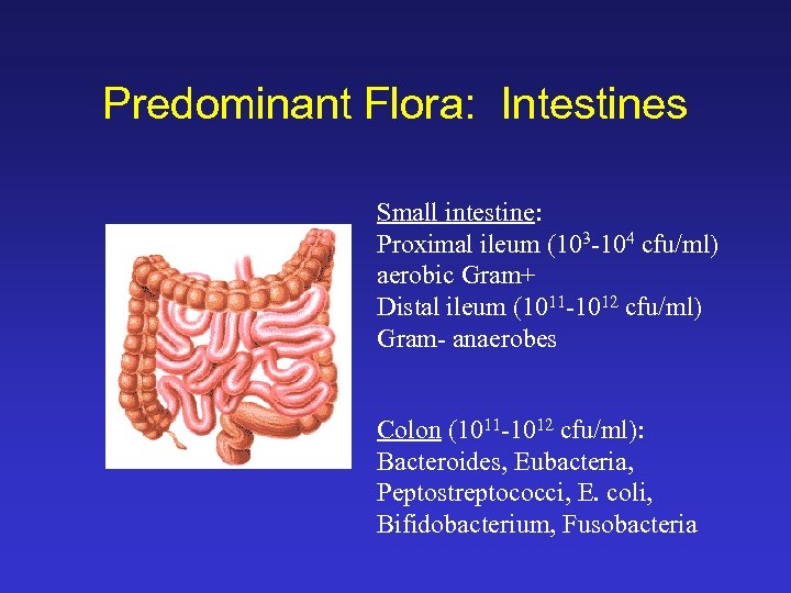 Predominant Flora: Intestines Small intestine: Proximal ileum (103 -104 cfu/ml) aerobic Gram+ Distal ileum