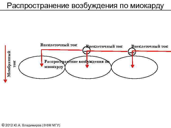 Распространение возбуждения по миокарду Мембранный ток Внеклеточный ток Распространение возбуждения по миокарду © 2012